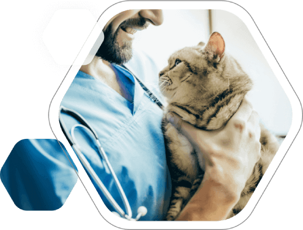 vetnative-hero-image-tierarzt-katze