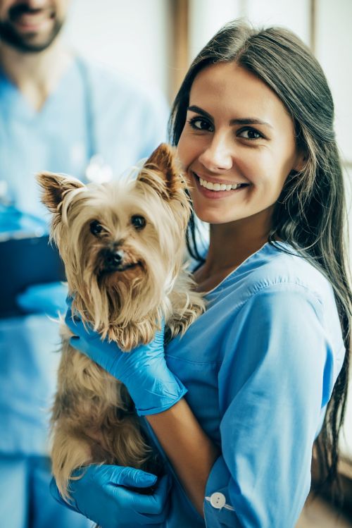 vetnative-kontakt-termin-buchen-tierarzt-mit-hund-CTA